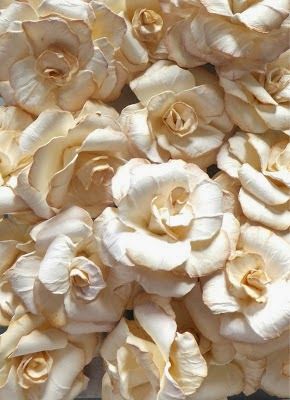 Live the Dream : Flower Tutorials Paper Rose Tutorial, Diy Flores, Rose Tutorial, Making Flowers, Flowers To Make, Ivory Roses, Paper Rose, Flowers Paper, Paper Flower Tutorial