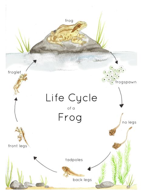 A beautiful hand-illustrated watercolor print features the life cycle of a Common Frog, from frogspawn to tadpoles to adult frogs.To create a lasting and tactile item, I highly recommend printing the file onto watercolor paper. It creates a beautiful finish and looks like you are handling original paintings. Frog Dissection Drawing, Frog Life Cycle Printable, Frog Unit Study, Frogs Preschool, Frog Printable, Life Cycle Of A Frog, Name Activities Preschool, Common Frog, Frog Life Cycle