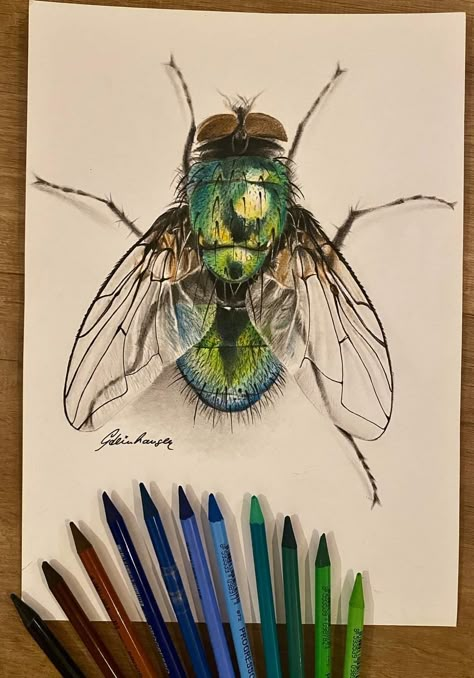 Realistic Animal Drawings, Fly Drawing, Pencil Inspiration, Pencil Work, Boho Art Drawings, Spooky Art, Colored Pencil Artwork, Bug Art, Color Drawing