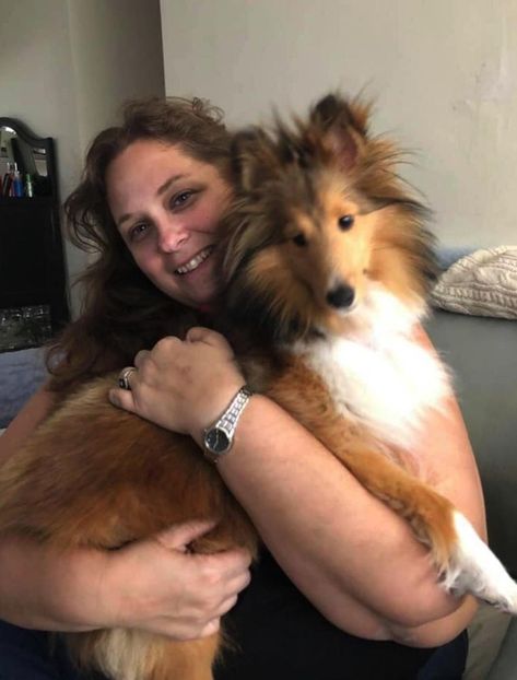 NorthAcre Shelties on Good Dog | Shetland Sheepdog All Grown Up Shetland Sheepdog Puppies, Sheltie Dogs, Good Dog, Dream Dog, Rough Collie, Health Information, Puppy Photos, Shetland Sheepdog, Collie Dog