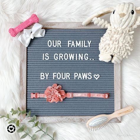 Dog Ultrasound Announcement, Dog Announcement, Cute Puppy Announcement Ideas, New Puppy Announcement, Getting A Puppy Announcement, New Dog Announcement, New Puppy Announcement Instagram, Puppy Announcement Ideas, Puppy Announcement Ideas Funny