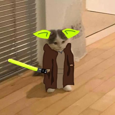 Wholesome Cat, Reaction Pic, Cat Meme, Darth Vader, Star Wars, Kitty