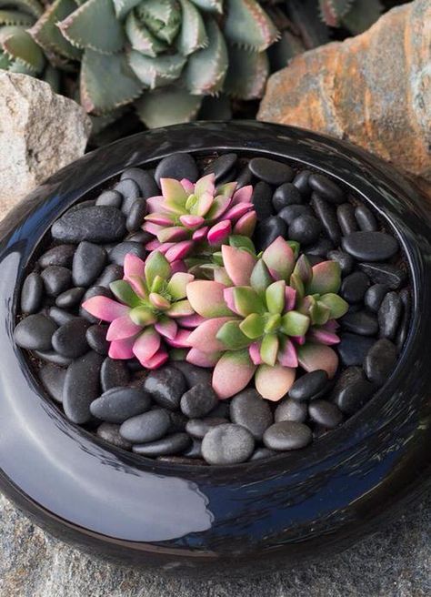 Succulent Garden Design, Succulent Garden Diy, Colorful Succulents, Dish Garden, Succulent Gardening, Succulents In Containers, Succulent Terrarium, Succulent Arrangements, Cactus Y Suculentas