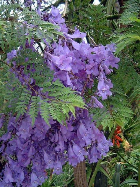 Jacaranda Mimosifolia, Miracle Tree, Jacaranda Tree, Plants Are Friends, Rose Wood, Plant Combinations, Environmental Design, Botanical Flowers, Flowering Trees