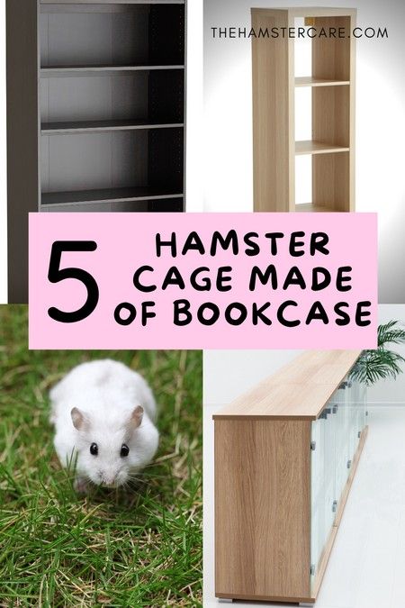 5 Best Bookcase Hamster Cage: Wooden, Glass, Plastic Plastic Hamster Cage, Big Hamster Cages, Cool Hamster Cages, Pet Health Record, Hamster Diy, Hamster Habitat, Hamster Care, Hamster Cages, A Hamster