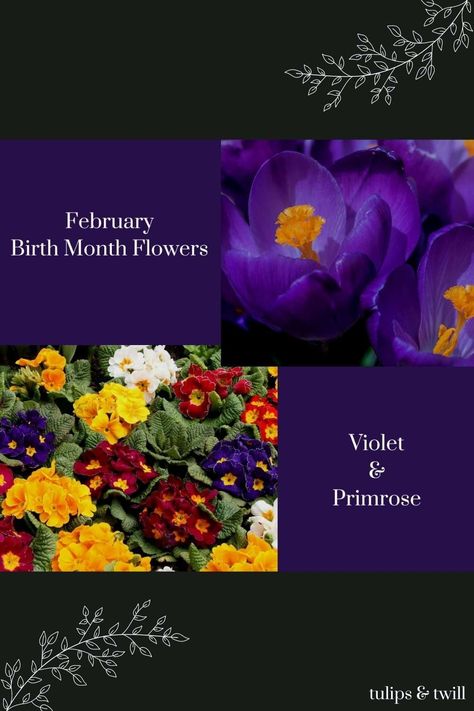 The official February birth flowers are violet and primrose! Read their special meanings and tell us which is your favorite in a comment below! Flower For February Birth Month, February Birth Flower Tattoo Primroses, Violet Flower Meaning, Primrose Meaning, Violet Flower February, Birthday Month Flowers, Flowers To Go, February Birth Flowers, February Birthday