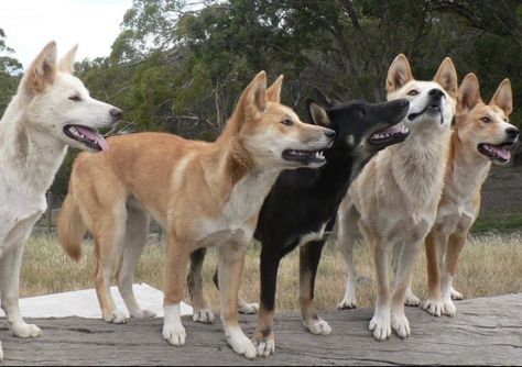 dingoes color variety. Black and tan, White and sable. Dingo Dog, Police Canine, Livestock Guardian, Conservation Biology, Dog Smells, Archaeology News, Hybrid Dogs, Wild Dogs, New Guinea