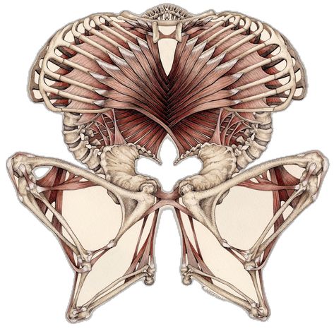 Scientific American Magazine, Edinburgh College, Traditional Illustration, Illustration Techniques, Animal Anatomy, Ink And Watercolor, Scientific Illustration, Jean Baptiste, Human Anatomy