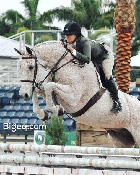 Hunter Jumper Aesthetic, Winter Equestrian, Winter Equestrian Festival, Hunter Jumper Horses, Jumping Horses, Hunter Horse, Warmblood Horses, Show Jumping Horses, Cute Horse Pictures