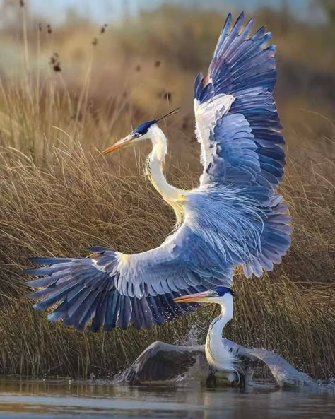 Animals Reference, Cool Birds, Animal Poses, Animals To Draw, Animal Study, Painting References, Animal Anatomy, Cool Animals, Herons