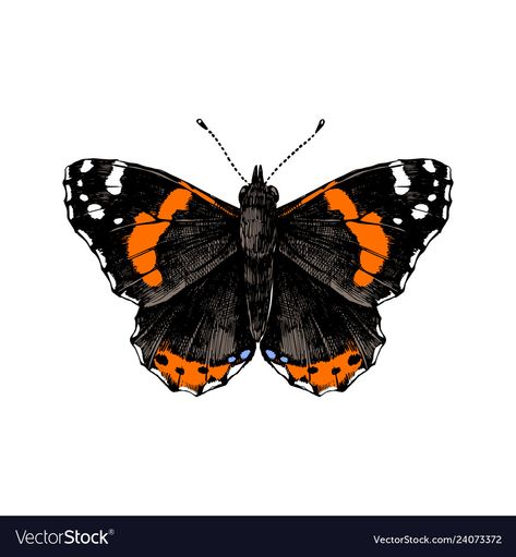 Red Admiral Butterfly Drawing, Red Admiral Butterfly Tattoo, Admiral Butterfly Tattoo, Butterfly Vector Illustration, Tattoo Planning, Red Admiral Butterfly, Admiral Butterfly, Wings Sketch, Butterfly Line Art