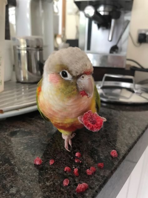 Pineapple Conure Birds, Pineapple Conure, Conure Cage, Conure Bird, Animal Photography Wildlife, Conure Parrots, Bird Mom, Funny Birds, All Birds