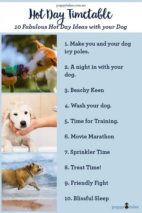 Things To Do With Your Dog Summer, What To Do With Your Dog, Cute Things To Do With Your Dog, Fun Things To Do With Your Dog, Things To Do With Your Dog, Animal Careers, Things To Do With Dogs, Dog Tools, Dog Boredom