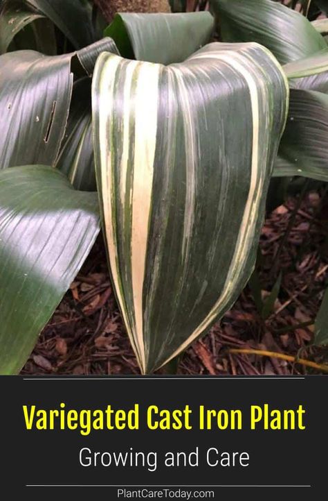 The Variegated Cast Iron Plant is also known as the bar room plant, but variegated Aspidistra is less common. Indoor Plants Tips, Plants Tips, Cast Iron Plant, Plants Care, Houseplant Care, Small Shrubs, Iron Plant, Growing Plants Indoors, Herbaceous Perennials