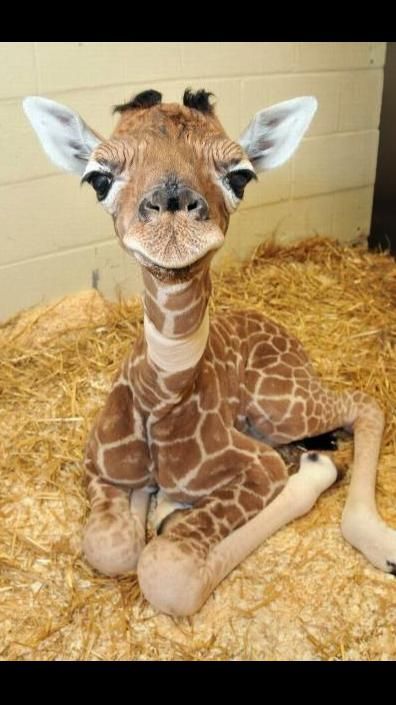 Cutee Animals, Baby Farm Animals, Baby Animals Pictures, Super Cute Animals, Pretty Animals, Baby Animals Funny, Baby Giraffe