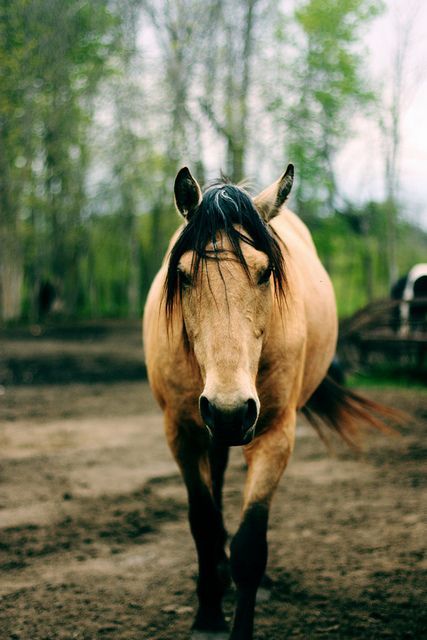 Have you ever wondered what is "the animal inside you?" Find out! Buckskin Horse, Barn Design, Majestic Horse, Horses And Dogs, All The Pretty Horses, Horse Crazy, Horse Life, Pretty Horses, Horse Photography