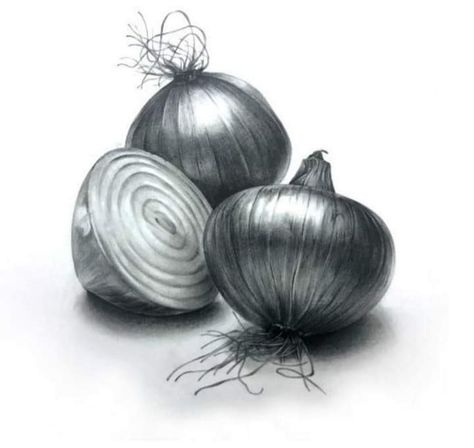 Onion Drawing, Still Life Sketch, Pencil Drawing Ideas, Fairy Drawings, Fruits Drawing, Pencil Sketch Drawing, Observational Drawing, Nature Sketch, Charcoal Drawings