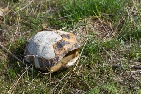 Bird Seed Crafts, Losing Him, Turtle Care, Making Musical Instruments, Shell Display, Pet Turtle, Box Turtle, Sorry For Your Loss, Shell Decor