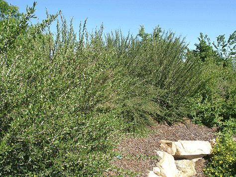 Curl-leaf Mountain Mahogany Cercocarpus ledifolius Southwestern Plants, Mountain Mahogany, Waterwise Landscaping, West Jordan Utah, Native Plant Gardening, Poisonous Plants, Plant Garden, Food Forest, Garden Park