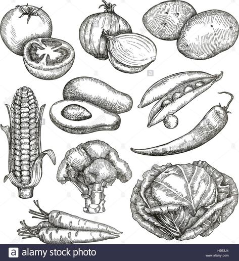 Vegetables, sketches, hand drawing, vector set Stock Vector Vegetables Drawing, Vegetable Drawing, Food Sketch, Drawing Vector, Drawing Images, Fruit Art, Creative Sketches, Hand Drawing, Icon Set Vector