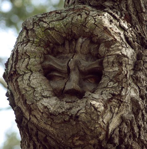 spirits of the woods Tree Spirits, Weird Trees, Tree People, Magical Tree, Tree Faces, Wood Spirit, Tree Spirit, Tree Carving, Old Trees