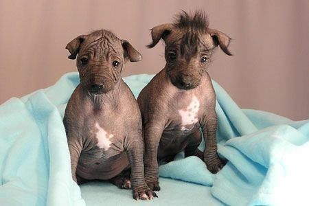 The Xoloitzcuintli, or Mexican hairless dog, is a great hypoallergenic dog breed. In this guide, learn about their traits, temperament, lifespan and where you can find puppies and older dogs. Find out! Hairless Animals, Hairless Dogs, Peruvian Hairless Dog, Mexican Hairless Dog, Hypoallergenic Dog Breed, Hairless Dog, Rare Dogs, Dog Best Friend, Hypoallergenic Dogs