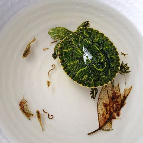 New Aquatic Wildlife Painted in Layers of Resin by Keng Lye http://www.thisiscolossal.com/2014/08/new-aquatic-wildlife-painted-in-layers-of-resin-by-keng-lye/ Image Illusion, Life Paint, Turtle Painting, Wildlife Paintings, 3d Drawings, 3d Painting, Realistic Paintings, A Turtle, Resin Painting