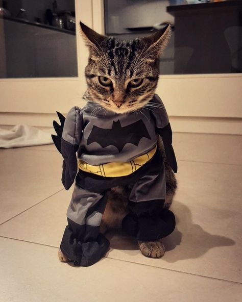 Cat Batman, Batman Cat, Cat Outfit, Batman Mask, Batman, Mask