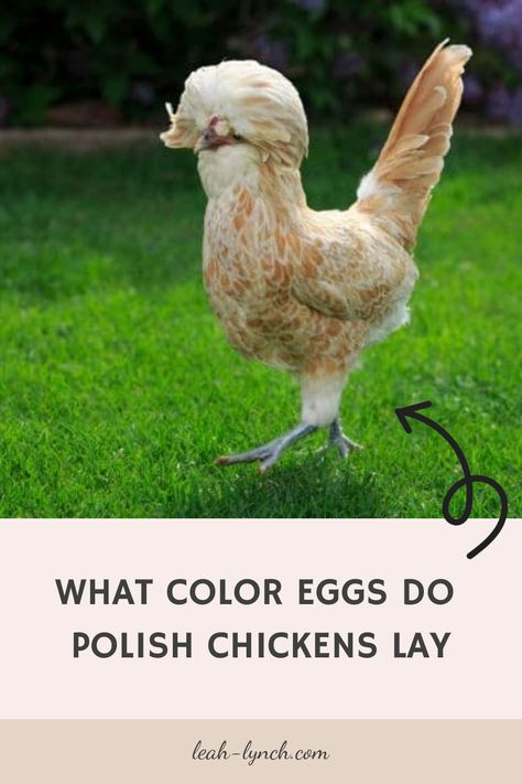 What Color Eggs Do Polish Chickens Lay Polish Hen, Polish Chickens, Chickens And Their Egg Colors, How To Make Chickens Lay More Eggs, Types Of Chickens And Their Eggs, Polish Chickens Breed, Buff Laced Polish Chickens, Polish Chicken, Why Aren’t My Chickens Laying Eggs