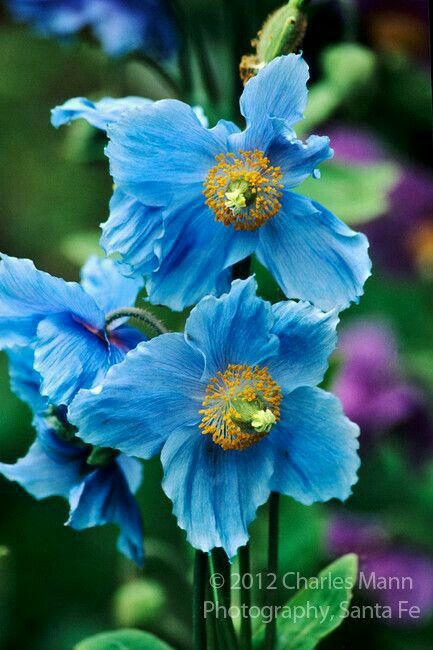 Himalayan Poppy, Himalayan Blue Poppy, Acidic Soil, Blue Poppies, Blue Plants, Garden Vines, Blue Poppy, Poppy Flowers, Rare Flowers