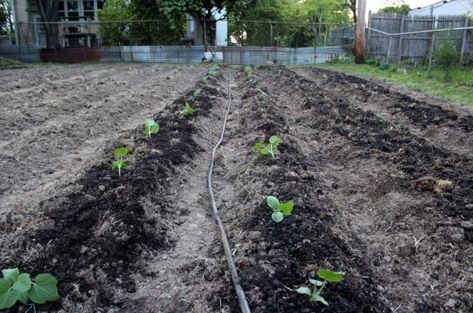 How to Start Mound Gardening Mound Gardening, Grow Brussel Sprouts, Growing Organic Tomatoes, Container Herb Garden, Growing Gardens, Garden Solutions, Organic Vegetable Garden, Gardening Techniques, Garden Help