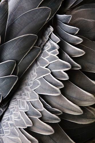 Feather Foto Macro, Texture Inspiration, Grey Tattoo, Feather Pattern, Foto Art, 50 Shades Of Grey, Shades Of Gray, Pattern Texture, Patterns In Nature