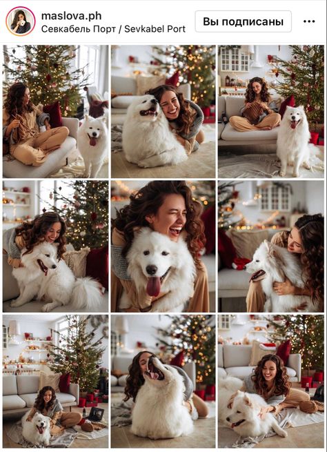 Indoor Christmas Photos, Holiday Dog Photos, Dog Family Pictures, Christmas Pet Photos, Dog Christmas Photos, Dog Christmas Pictures, Pet Portraits Photography, Christmas Poses, Animal Photoshoot