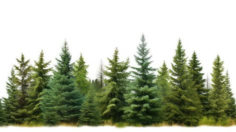 Pine forest plant tree. | free image by rawpixel.com / Tanat Chittirungsan Forest Plants, Plant Tree, Tree Hill, Evergreen Trees, Tree Free, Pine Forest, Free Image, Design Inspo, Trees To Plant