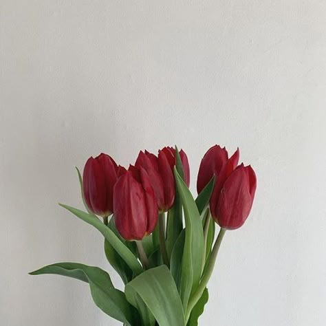 art 🎨 on Twitter: "Obsessed with red tulips… " Boquette Flowers, Nothing But Flowers, Red Icons:), Flower Therapy, Red Tulips, Pretty Plants, Tulips Flowers, Red Aesthetic, Green Aesthetic