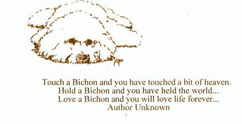 Bichon Frise Tattoo, Bichon Frise, Adorable Animals, Artsy Fartsy, Art Journaling, Cricut Projects, Art Journal, Cute Animals, Lily