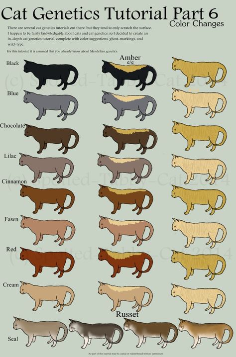 Cat Genetics Tutorial Part 7 (Color changes) by Spotted-Tabby-Cat Cat Genetics Tutorial, Cat Genetics, Cats Reference, Burmese Cat, Cat Anatomy, Cat References, Cat Language, Newborn Kittens, Cat Info