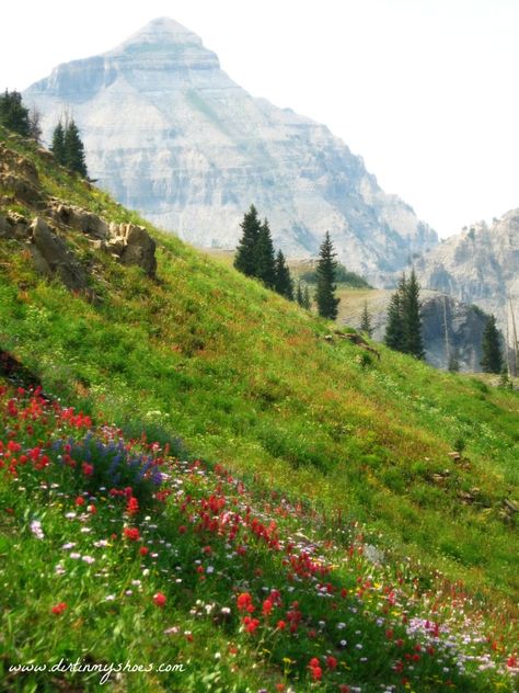 Mount Timpanogos, Outdoors Ideas, Adventurous People, Northern Utah, Utah Hikes, Alpine Meadow, Mountain Valley, American Road Trip, My Shoes