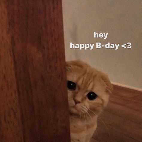 Happy Birthday To Me Cat Memes, Cute Cats Mood Pics, Birthday Wholesome Pics, Mood Cat Pics, Birthday Cat Aesthetic, Cat Wishing Happy Birthday, Happy Birthday Mood Pics, Happy Birthday Wishes Animals, Happy Birthday Funny Sticker