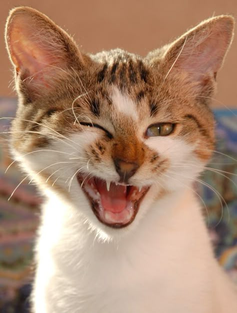 Funny little kitty gives you a wink #funnycat #wink #kitty #lol Kitty Play, Kitten Images, Cat Personalities, Kittens Pictures, Kitten Pictures, Kittens Funny, Funny Cat Pictures, Cat Aesthetic, Cat Pictures