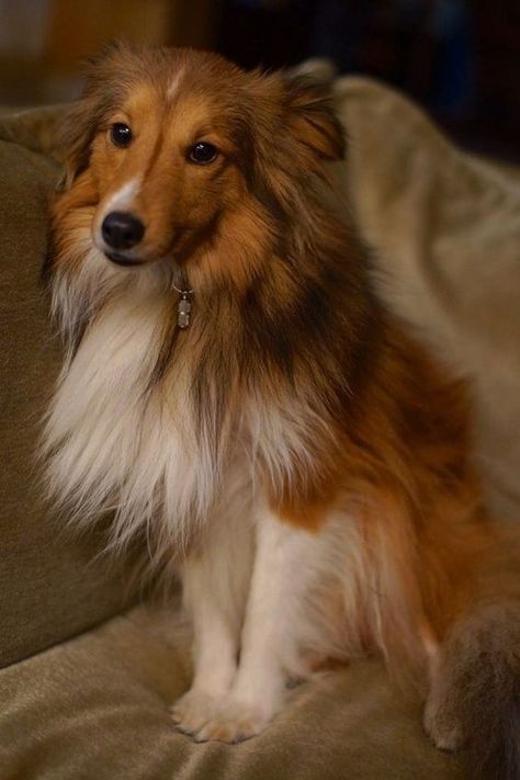 Sheltie Aesthetic, Shetland Sheepdog Blue Merle, Sheltie Puppy, Shetland Sheepdog Puppies, Sheltie Dogs, Sheep Dogs, Shetland Sheep, Rough Collie, Puppies And Kitties