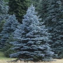 Evergreen Trees Landscaping, Picea Pungens Glauca, Blue Spruce Tree, Cypress Mulch, Colorado Blue Spruce, Picea Pungens, Privacy Trees, Spruce Tree, Blue Spruce