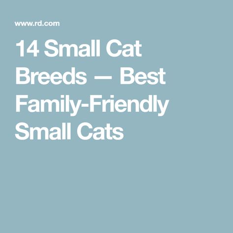 14 Small Cat Breeds — Best Family-Friendly Small Cats Dwelf Cat, Small Cat Breeds, Colorpoint Shorthair, Large Cat Breeds, Kitten Breeds, Hypoallergenic Cats, Teacup Cats, Small Kittens, Rare Cats