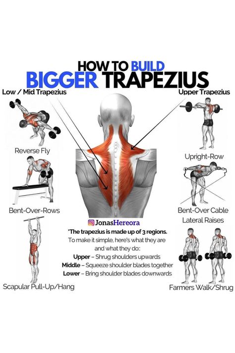 Lower Trap Exercises, Trapezius Workout, Facts About Health, Weighttraining Workout, Traps Workout, Workout Gym Routine, Gym Workout Guide, Gym Workout Chart, Body Strength