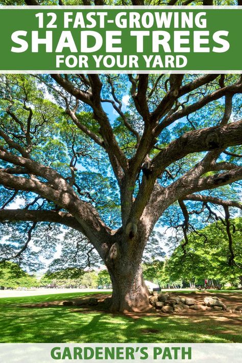 Best Backyard Trees, Trees For Backyard, Best Shade Trees, Fast Growing Shade Trees, Trees For Front Yard, Fast Growing Evergreens, Backyard Trees, Pecan Tree, Landscaping Trees