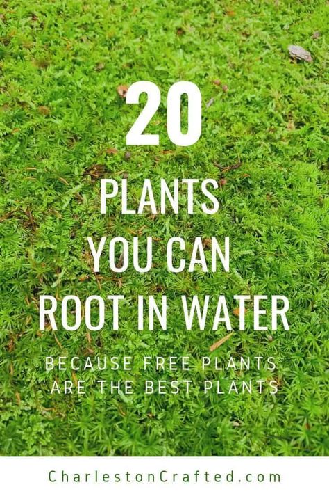 Who doesn't love house plants. Especially free house plants. Take at look at 20 plants that you can root in water. Find the plants that you can use to make more plants to use in your home or to give away as gifts to your friends. Everyone loves free plants. Make some plants for your friends. #freeplants #plants #growingplants #tips #rootinwater #inwater #charlestoncrafted Grow From Cuttings, Easy House Plants, Starter Plants, Free Plants, Easy Plants, Propagating Plants, Plant Roots, Garden Yard, African Violets