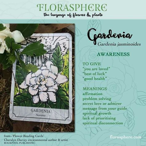 Gardenia Meaning, Flower Magic, Magic Herbs, Stay Golden, Language Of Flowers, Secret Love, Card Reading, Spiritual Growth, Problem Solving