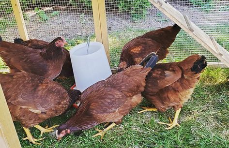 Rhode Island Red: Friendly Or Feisty? | Chicken Fans Rhode Island Red Hen, Rhode Island Red Chickens, Raising Farm Animals, Biggest Chicken, Rhode Island Red, Red Chicken, Selective Breeding, Egg Production, Red Hen