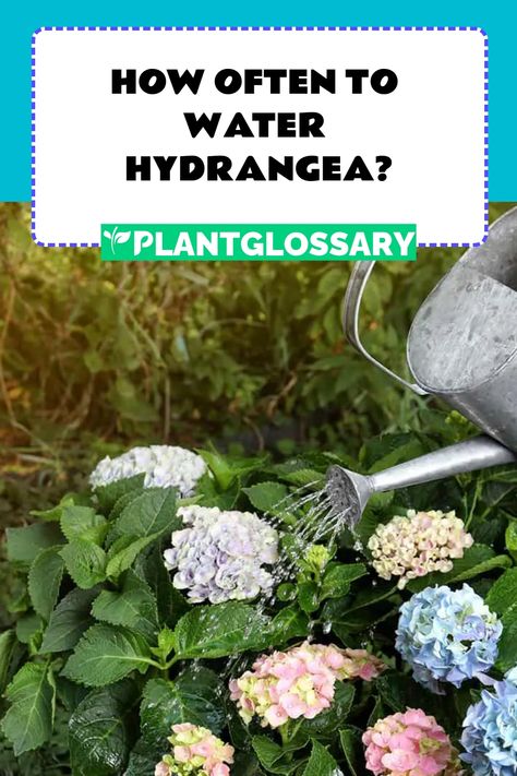 Quench your hydrangeas' thirst the right way. Our guide explains how often to water these plants to avoid common issues like over or under-watering. Propagating Hydrangeas In Water, Hydrangea Benefits, Hydrangea Propagation In Water, Winterizing Hydrangeas, Watering Hydrangeas, Endless Summer Hydrangea Care, Types Of Hydrangeas, Smooth Hydrangea, Hydrangea Arborescens