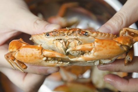 Fresh crabs and other shellfish are among the most perishable of all foods. They die quickly once they've left the water, and spoil just as quickly once they've died. For that reason, crabs are often cooked and blast-frozen on large shipping boats immediately after the catch, in the interest of freshness. Crab And Shrimp Recipe, Big Crab, Seafood Festival, Steamed Crabs, Crab Feast, Stone Crab, Crab Soup, Shrimp Recipes For Dinner, Children's Activities